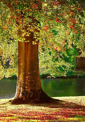 હરિયાળું વૃક્ષ