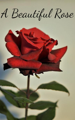 A Beautiful Rose