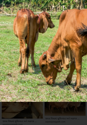 ગાયનો અબોલ પ્રેમ