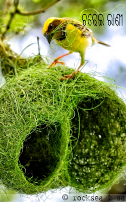 ଚଢେଇ ରାଣୀ