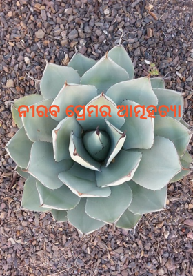 ନୀରବ ପ୍ରେମର ଆତ୍ମହତ୍ୟା