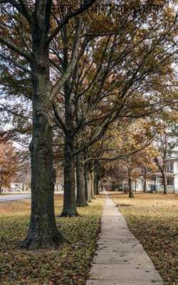 एकल परिवार-सौभाग्य या दुर्भाग्य