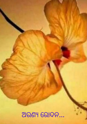 ଅରଣ୍ୟ ରୋଦନ