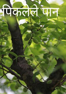 पिकलेले पान