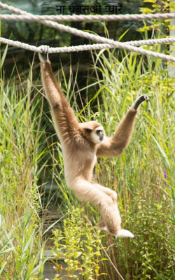 ना घबराओ प्यारे