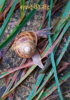 सपनों की नींद