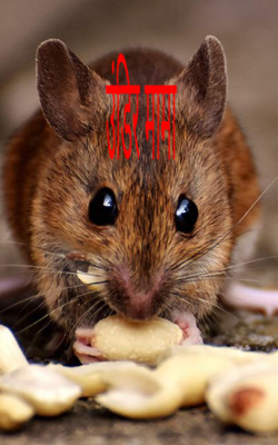 उंदिरमामा