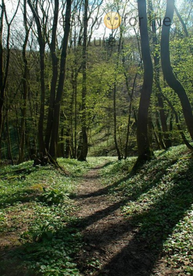 My Destiny For The Future