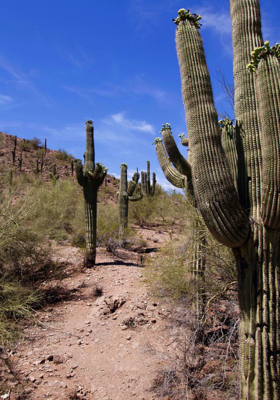 राह के कांटे