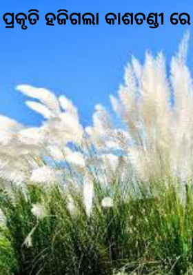 ପ୍ରକୃତି ହଜିଗଲା କାଶତଣ୍ଡୀ ରେ
