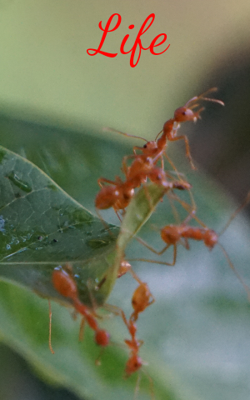 Life