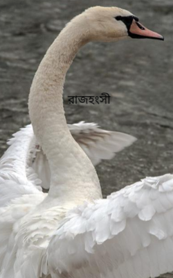 রাজহংসী