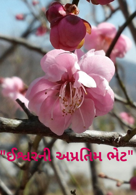 "ઈશ્વરની અપ્રતિમ ભેટ"