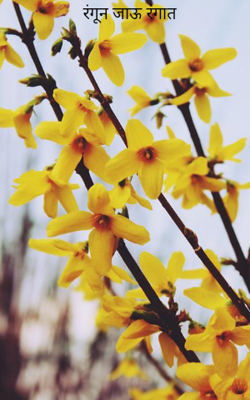 रंगून जाऊ रंगात