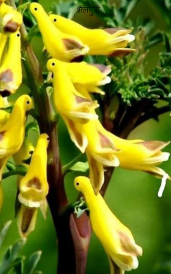 शैलपुत्री