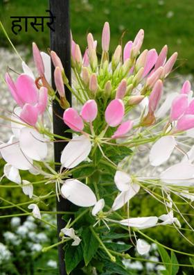 हासरे फूले