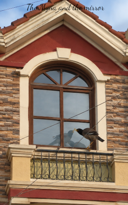 The Myna and the mirror 