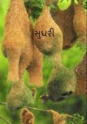 સુગરી