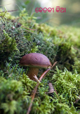 କେତକୀ କିଆ