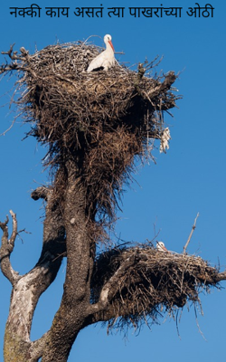 नक्की काय असतं त्या पाखरांच्या ओठी