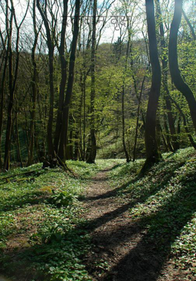 दयावान वृक्ष 