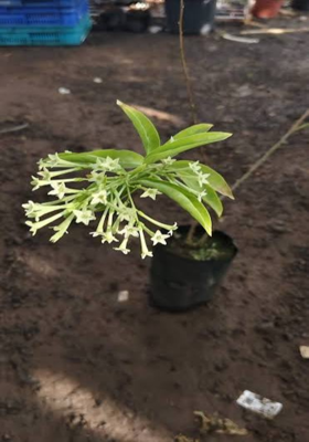 মধ্যরাতের রানী