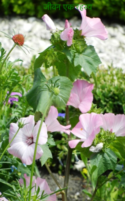 जीवन एक रहस्य