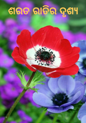 ଶରତ ରାତିର ଦୃଶ୍ୟ