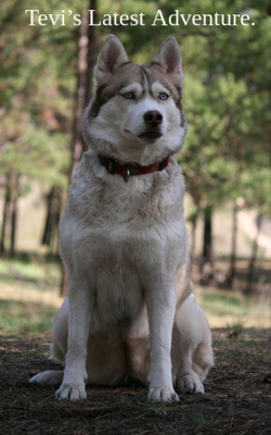 Tevi’s Latest Adventure.