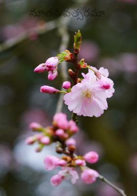 నూతన వత్సరమా 