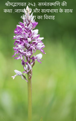 श्रीमद्भागवत-२५३; सय्मंतक्मणि की कथा ,जाम्बवती और सत्यभामा के साथ श्री कृष्ण का विवाह