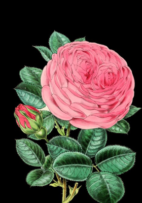 ప్రేమంటే ఇదేనా..