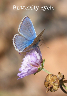 Butterfly Cycle