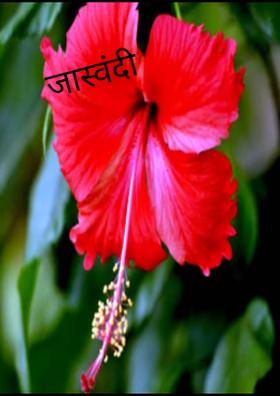 जास्वंदी