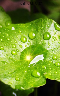 ସଖା ସାକ୍ଷୀ ସାକ୍ଷ୍ୟ