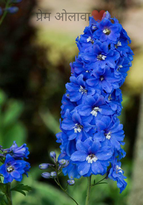 प्रेम ओलावा