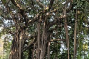 Life is a meadow which Time loves to munch!