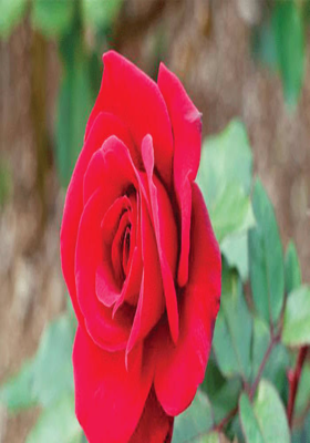 একটি লাল গোলাপ 
