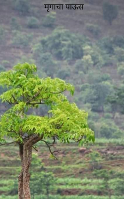 मृगाचा पाऊस