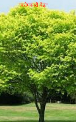 परोपकारी पेड़