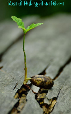 दिखा तो सिर्फ़ फूलों का खिलना