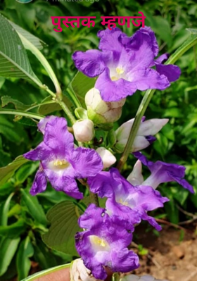 पुस्तक म्हणजे