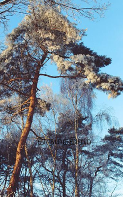 திருமந்திரம்