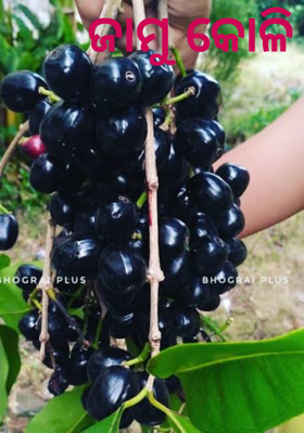 ଜାମୁ କୋଳି