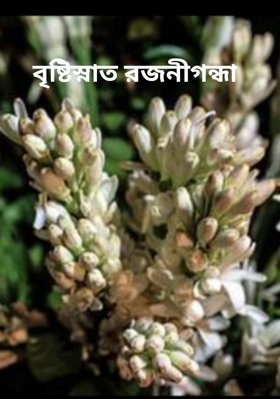 বৃষ্টিস্নাত রজনীগন্ধা