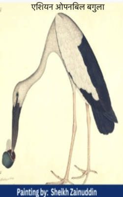 एशियन ओपनबिल बगुला