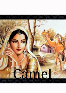 Camel