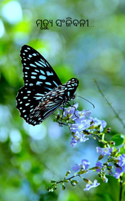 ମୃତ୍ୟୁ ସଂଜିବନୀ