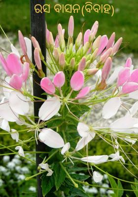 ରସ ବାସନ(ବିବାହ)