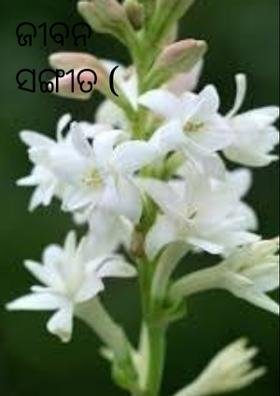 ଜୀବନ ସଙ୍ଗୀତ - ୪